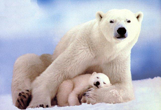 What are some facts about polar bears?