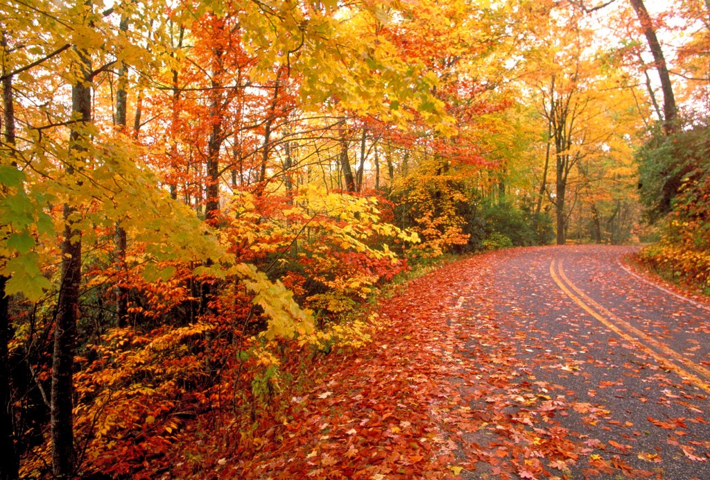 fall-road-1024x692.jpg